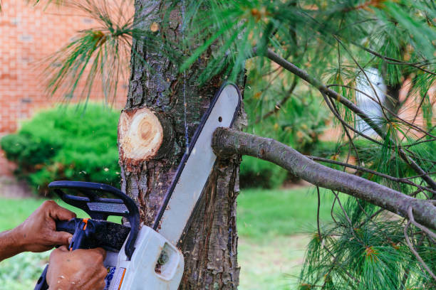 How Our Tree Care Process Works  in Maple Heights, OH